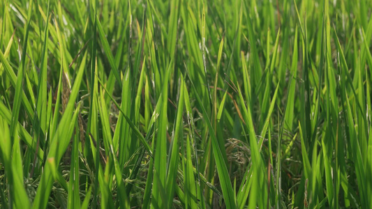跨越绿稻田视频