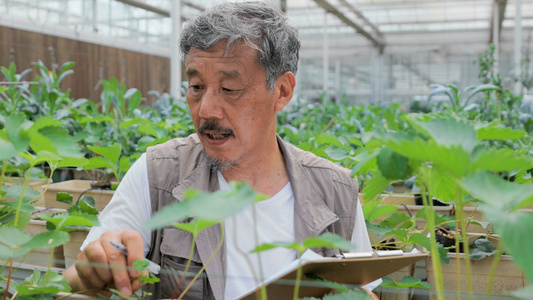 植物学家记录秧苗的长势视频