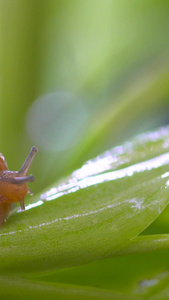 微距雨后植物上蜗牛视频