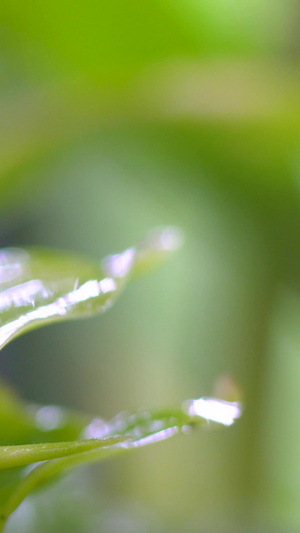 微距雨后植物上蜗牛15秒视频