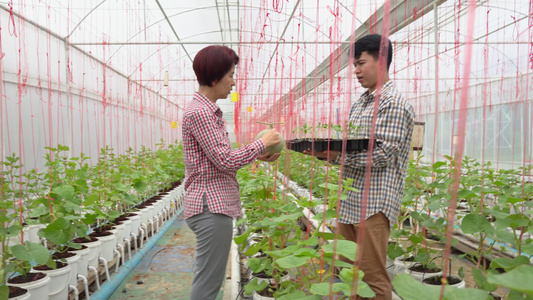 农民在温室中携带瓜苗托盘视频