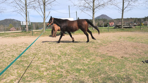 马匹飞奔尘土飞扬遛马35秒视频