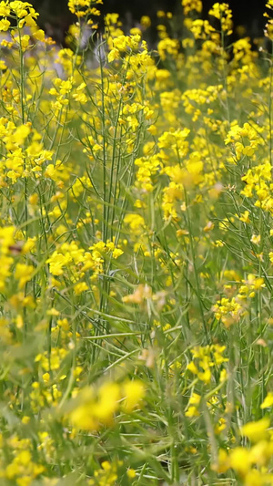 油菜花田大自然21秒视频