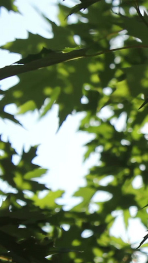 逆光温暖阳光穿过树叶清风吹拂三伏天15秒视频