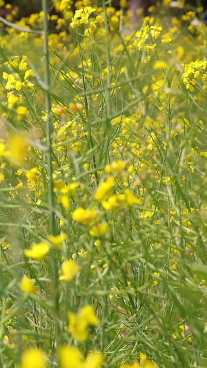 油菜花田春天美景21秒视频