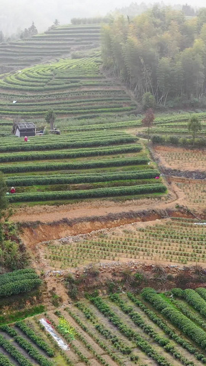 航拍福鼎山上白茶茶园合集白茶树64秒视频