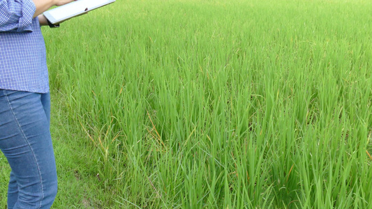 农艺师农民使用平板电脑监测有机农场的稻田。使用移动应用技术进行农业水土管理视频