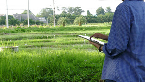 农艺师农民使用平板电脑监测有机农场的稻田15秒视频