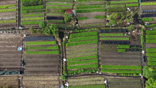Malaysia的蔬菜农场视频