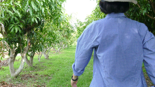 监测有机农场中芒果感染的昆虫感染,监测农民疾病视频
