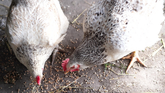 在鸡舍附近吃母鸡棕色母鸡在鸡舍里吃粮视频