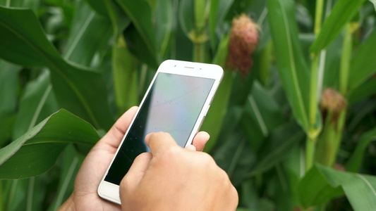 年轻女农民站在玉米田里，手里拿着智能手机，检查庄稼的特写视频