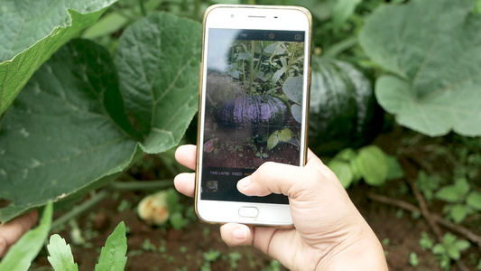 手握智能手机,拍着花园里南瓜的相片 紧紧地举起手来视频