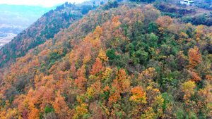 4K航拍秋天山林红叶风光视频素材31秒视频