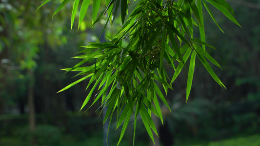 夏日阳光下的竹叶视频