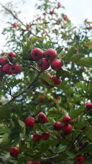 秋天的山楂树55秒视频