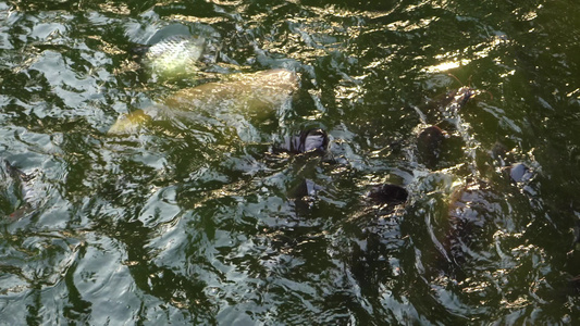 一群鱼在水面附近游泳,乞讨食物。 在公园池塘里捕鱼视频