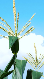 玉米苞谷玉米棒玉米杆玉米地庄稼地农业视频