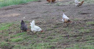 在草地上吃鸡肉21秒视频