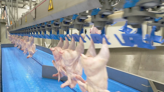 家禽加工业。生鸡肉生产线。家禽加工厂。食品厂输送带。肉鸡加工过程中的自动机器。屠宰场的现代设备视频