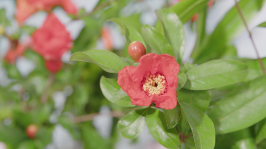 石榴花花开延时摄影视频