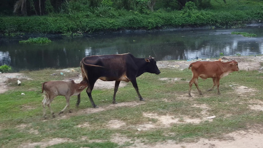 在旅途中的母牛和小牛犊视频