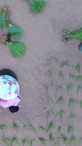 航拍夏日炎热正午农民在田里辛苦插秧农业生产视频