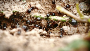 巢中的黑蚁29秒视频