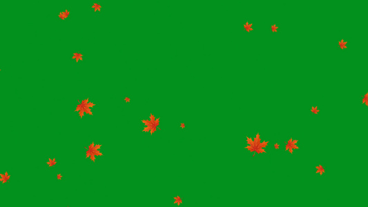 4K枫叶飘落绿屏抠像素材视频