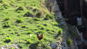 在旧式有机农庄园花园里走来走去的公鸡和小鸡19秒视频