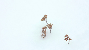 雪中的青草11秒视频