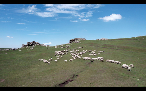 内蒙古高山夏季草原羊群视频