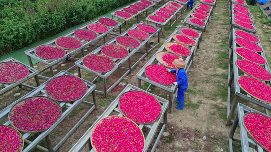 海南三亚亚龙湾博后村玫瑰谷农民红玫瑰种植晾晒成各种玫瑰化妆品精油等视频