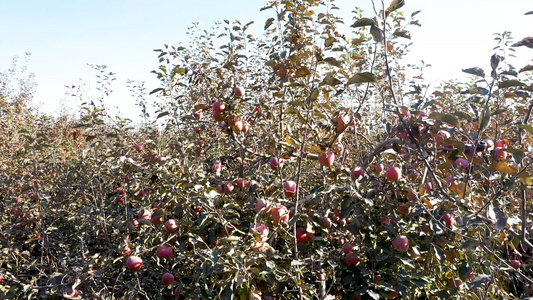 新疆阿克苏冰糖心苹果[阿图什]视频