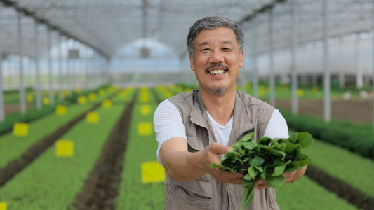 农民伯伯伸手展示青菜视频