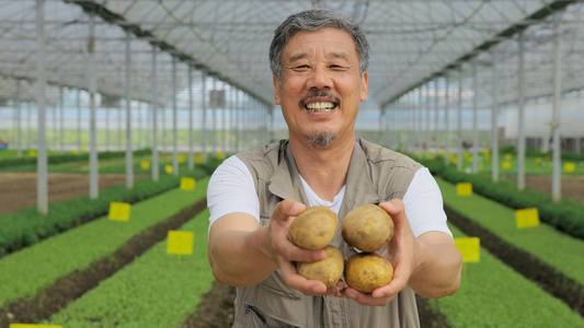 农民伯伯在大棚里展示种的土豆[棚中]视频