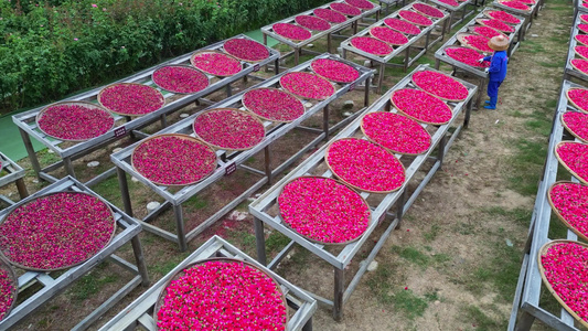 海南三亚亚龙湾博后村玫瑰谷农民红玫瑰种植晾晒成各种玫瑰化妆品精油等视频