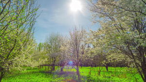 春花、樱花和太阳 倾斜时间倒塌15秒视频