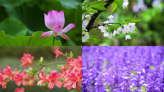 各种花特写合集视频