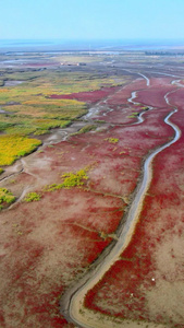 颜色碰撞大自然航拍红海滩芦苇荡交界红绿自然环境视频