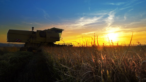 在日落和日出时 收获田野小麦的复合收割器20秒视频