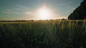 农业产量丰富的夏季风景21秒视频