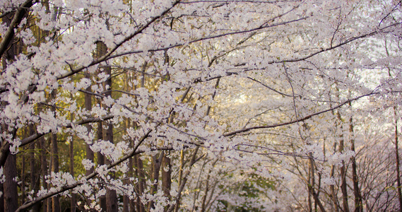 8K公园盛开的樱花视频