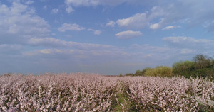 盛开的桃树果园21秒视频