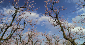 泉源中盛开的桃树果园16秒视频