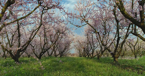 盛开的桃树果园21秒视频