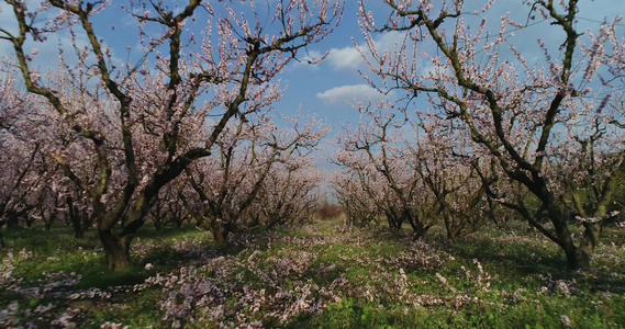 泉源中盛开的桃树果园视频