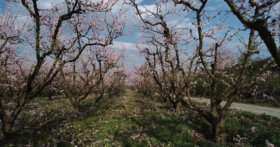 泉源中盛开的桃树果园视频