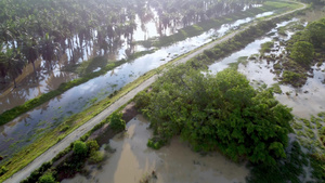 日光照耀着棕榈油种植园16秒视频