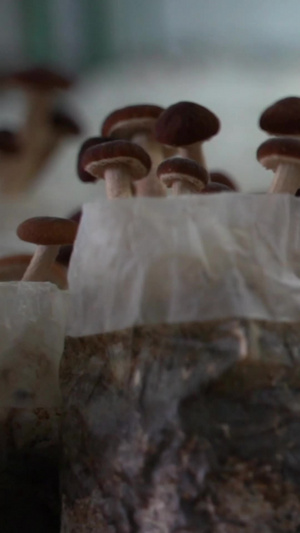 高清蘑菇绿色产品65秒视频